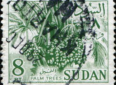 sudan-palms